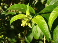 Cestrum nocturnum Kolonya Çiçeği Gece Yasemin MELİSA fidanı