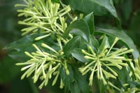 Cestrum nocturnum Kolonya Çiçeği Gece Yasemin MELİSA fidanı