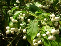 Cestrum nocturnum Kolonya Çiçeği Gece Yasemin MELİSA fidanı
