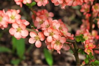 Chaenomeles spec. Salmon Horizon Japon Ayvası, Bahar Dalı fidanı