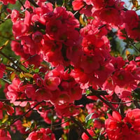 Chaenomeles spec. Rubra Grandifl. Japon Ayvası, Bahar Dalı fidanı