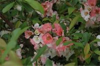 Chaenomeles speciosa Toyo nishiki Bahar dalı süs ayvası fidanı