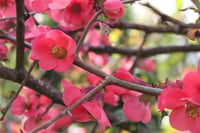 Chaenomeles speciosa Umbilicata Pembe japon ayvası fidanı