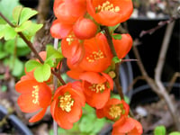 Chaenomeles superba Orange beauty bahar dalı süs ayvası fidanı
