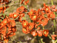 Chaenomeles superba Orange Trail Bahar dalı süs ayvası fidanı