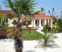 Chamaerops excelsa tüylü palmiye fidanı