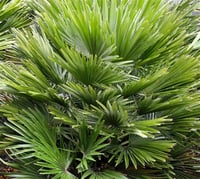 Chamaerops humilis Bodur Çin Palmiyesi fidanı
