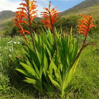 Chasmanthe floribunda Saturnus Afrika Bayrağı Aslan Pençesi Çiçeği