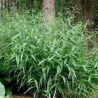 Chasmanthium latifolium Kazmantiyum