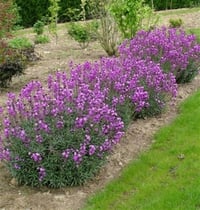 Cheiranthus linifolium Bowles Purple mor şebboy çiçeği fidesi