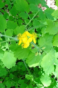 Chelidonium majus, kırlangıç otu fidesi