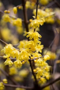 Chimonanthus praecox Winter sweet kış tatlısı fidanı