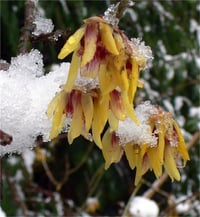 Chimonanthus praecox Winter sweet kış tatlısı fidanı