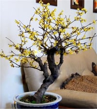 Chimonanthus praecox Winter sweet kış tatlısı fidanı