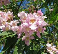 Chitalpa tashkentensis Pink Dawn