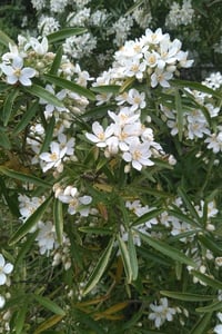 Choisya ternata Meksika Portakal çiçeği White Dazzler