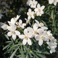 Choisya ternata Scented Gem portakal çiçeği fidanı