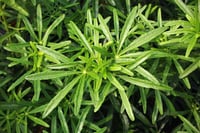 Choisya ternata Scented Gem portakal çiçeği fidanı