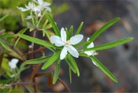 Choisya x dewitteana Aztec pearl meksika portakal çiçeği fidanı