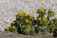 Chrysanthemum pasificum krizantem