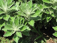 Chrysanthemum pasificum krizantem