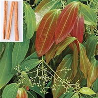 Cinnamomum camphora Yalancı Tarçın Kafur Ağacı fidanı