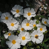 Cistus corboriensis Kaya gülü laden fidanı