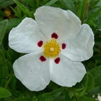 Cistus dansereaui Decumbens Kaya gülü laden fidanı
