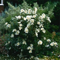 Cistus florentinus Repens Kaya gülü laden fidanı