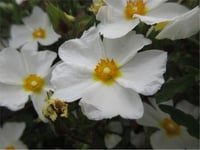 Cistus florentinus Repens Kaya gülü laden fidanı