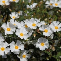Cistus hybridus Beyaz Kaya Gülü Laden fidesi