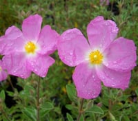 Cistus hybridus Pembe Kaya Gülü Laden fidesi