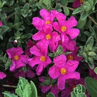 Cistus pulverulentus Sunset Kaya gülü laden fidanı