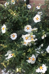 Cistus purpureus kaya gülü fidanı Alan Fradd