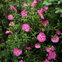 Cistus purpureus Kaya gülü laden fidanı