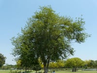 Citharexylum quadrangulare
