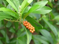 Citharexylum quadrangulare