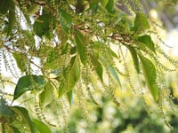 Citharexylum quadrangulare