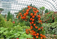 Citrus aurantium Çin Turuncu fidanı