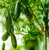 Citrus australasica Finger Lime Parmak Limon fidanı
