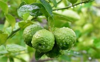 Citrus bergamia Bergamot Bergamut fidanı