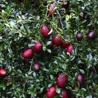 Citrus blood Lime Kırmızı Lime fidanı