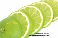 Citrus latifolia Tahiti lime Laym çekirdeksiz yeşil limon fidanı