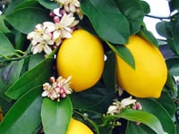 Citrus lemon Yediveren Limon fidanı