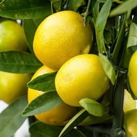 Citrus Limequat Laym misket limonu