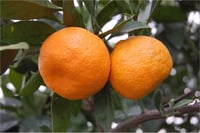 Citrus tangerine Mandalin fidanı Bodrum