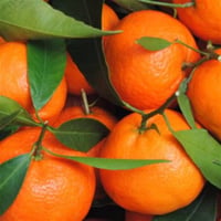Citrus unshiu Okitsu Mandalin fidanı