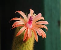 Cleistocactus winteri Altın Maymun Kuyruğu Kaktüsü