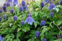 Clematis alpina - 0-20 cm