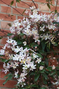 Clematis armandi Apple Blossom